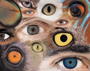 Dale Newman's 'the EYES have IT', available at Timelapse Records.